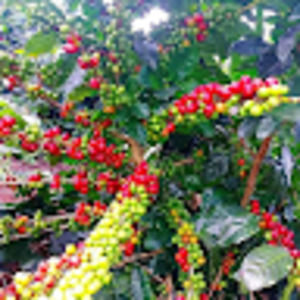 Meet your Posher, Rigo